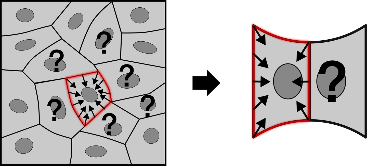 Drawing of a cell contracting inside a tissue, its neighbours marked with question marks, reduced to a pair of cells on a micropattern