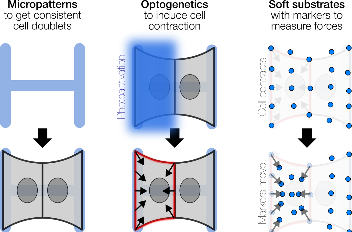 Drawing of the three tools: an H-shaped micropattern that yields a cell doublet, light that makes one cell contract, and marker beads in a soft substrate that move when the cell pulls