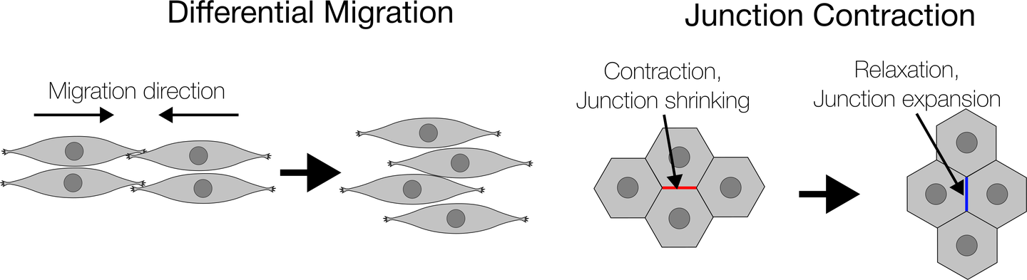 Drawing of the two mechanisms of cell intercalation: cells migrating in between their neighbours, and a junction contracting until it vanishes and a new one expands