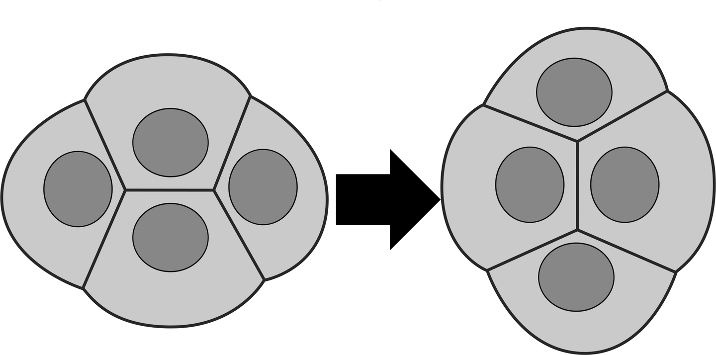 Drawing of four cells exchanging neighbours: two cells that touch along a junction lose contact and the other two come into contact