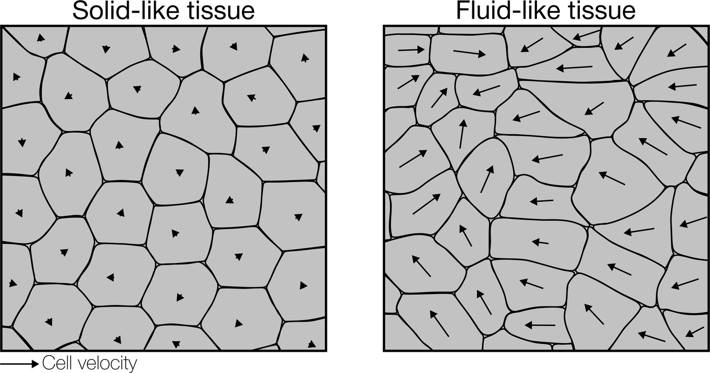 Drawing of a solid-like tissue, with short cell velocity arrows, and a fluid-like tissue, with long ones