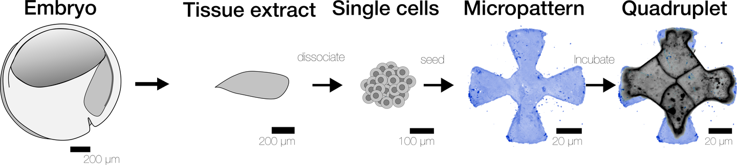 From embryo to quadruplet: a Xenopus embryo, a tissue explant dissociated into single cells, seeded on a cross-shaped micropattern, forming a quadruplet